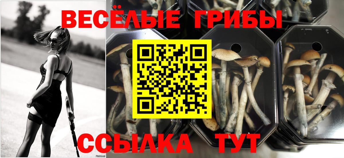 Галлюциногенные грибы Magic Shrooms Новодвинск
